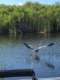 Fort Lauderdale Airboat Rides