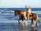 Horses On The Beach: Corpus Christi