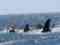 Hyannis Whale Watcher Cruises