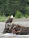 Chilkat Bald Eagle Preserve