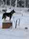 A+ Dog Sled Excursions & Tours