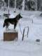 A+ Dog Sled Excursions & Tours