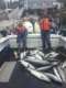 GO FISH Charters Ketchikan