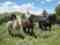 Jackson Hole Pack Trips and Trail Rides