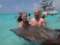 Carson's Stingray City Tours