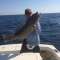 Get Down Sport Fishing Charters