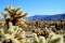 Cholla Cactus Garden