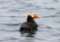 Oceanic Society Farallon Islands Whale Watching