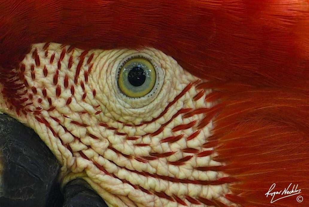 Avifauna Tours