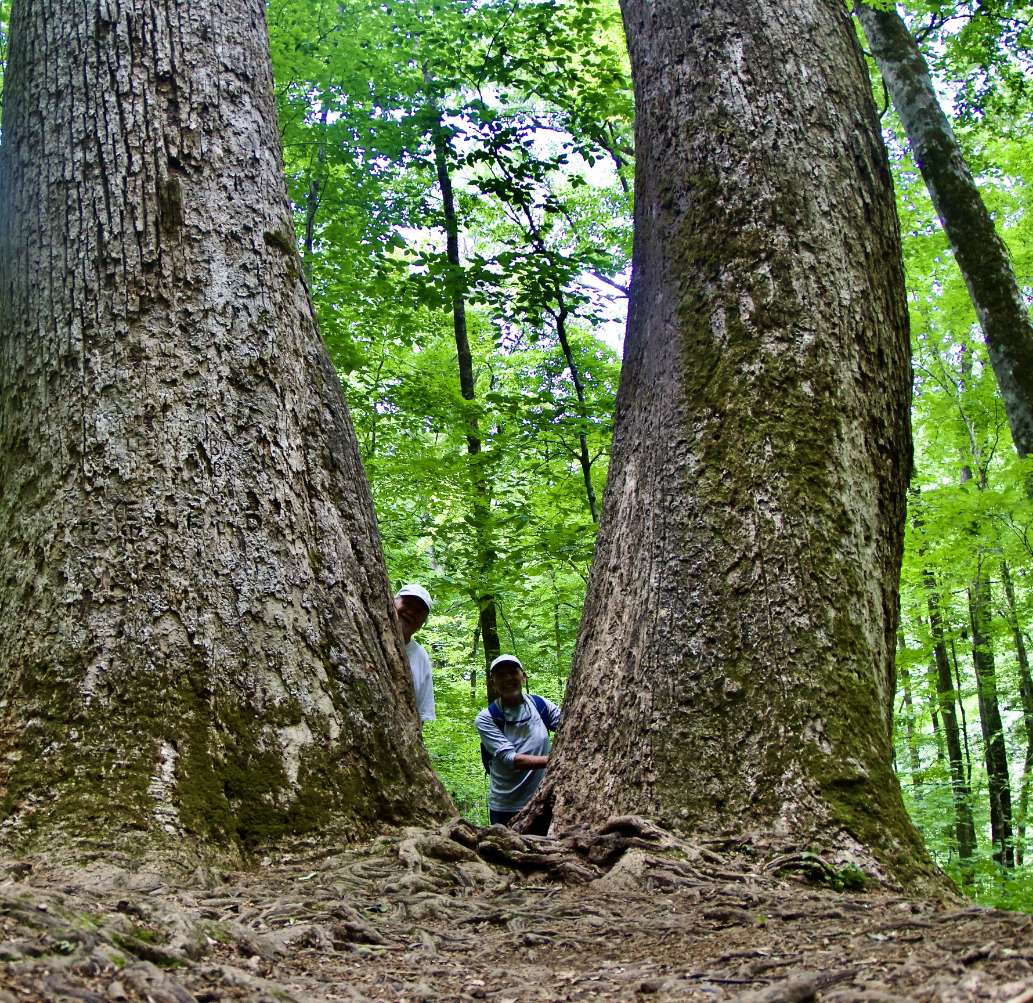 Joyce Kilmer Memorial Forest - joyce kilmer joyce kilmer memorial ...