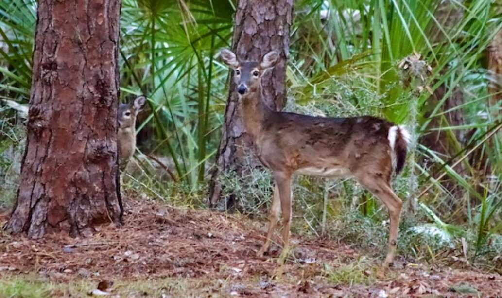 Fort McAllister State Park